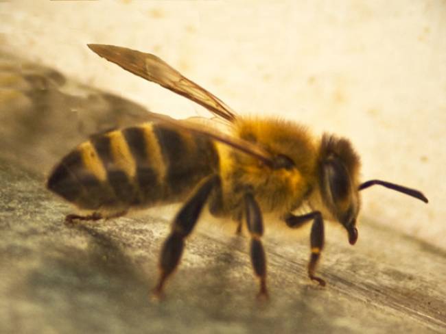 Bee Venom Destroys The Virus HIV!