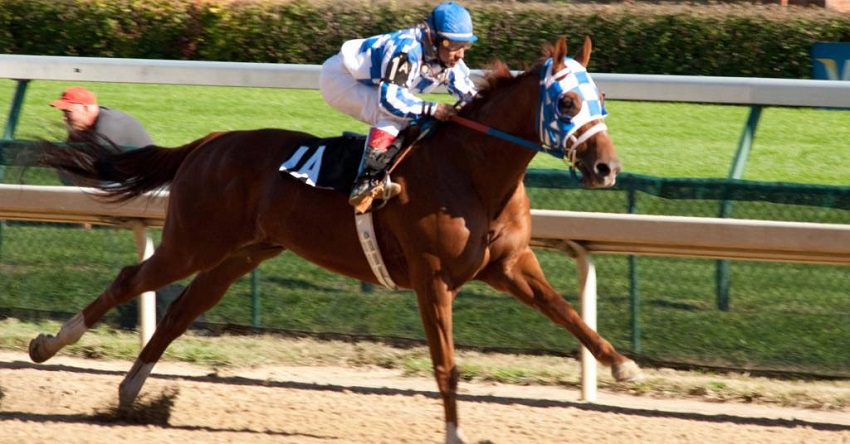 Horse Breeds That Are Best For Racing