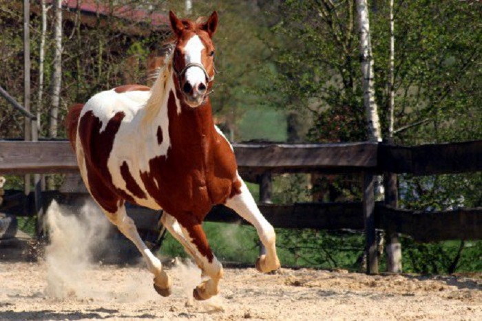 Horse Breeds That Are Best For Racing