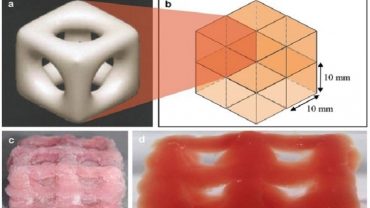 3D Printed Soft Structures Can Assist In Organ Transplants, Tissue Regeneration