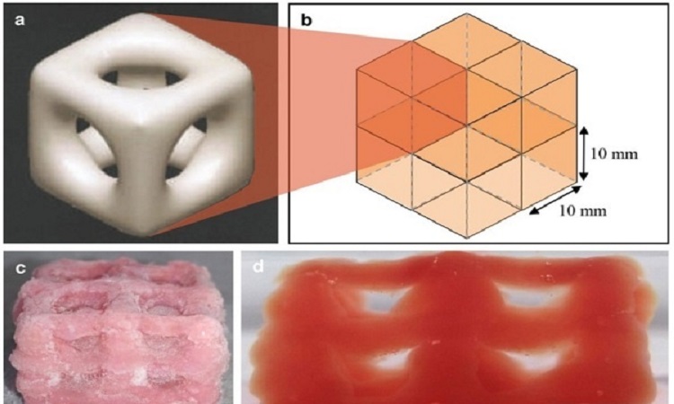 3D Printed Soft Structures Can Assist In Organ Transplants, Tissue Regeneration