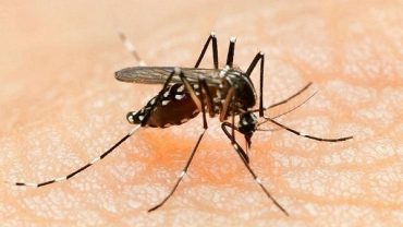 Mosquitoes Infected With Bacteria Is Good, May Prevent Disease