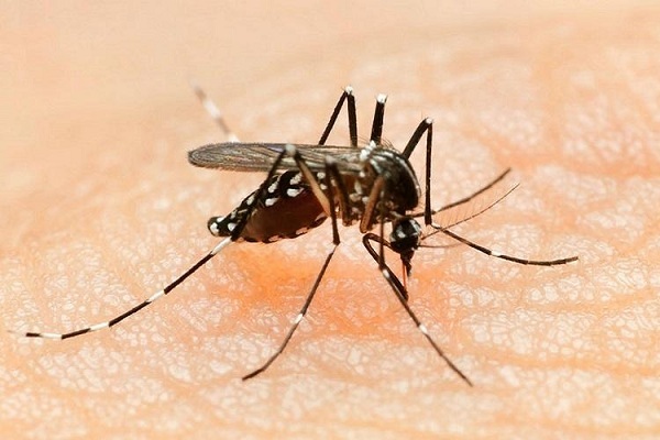 Mosquitoes Infected With Bacteria