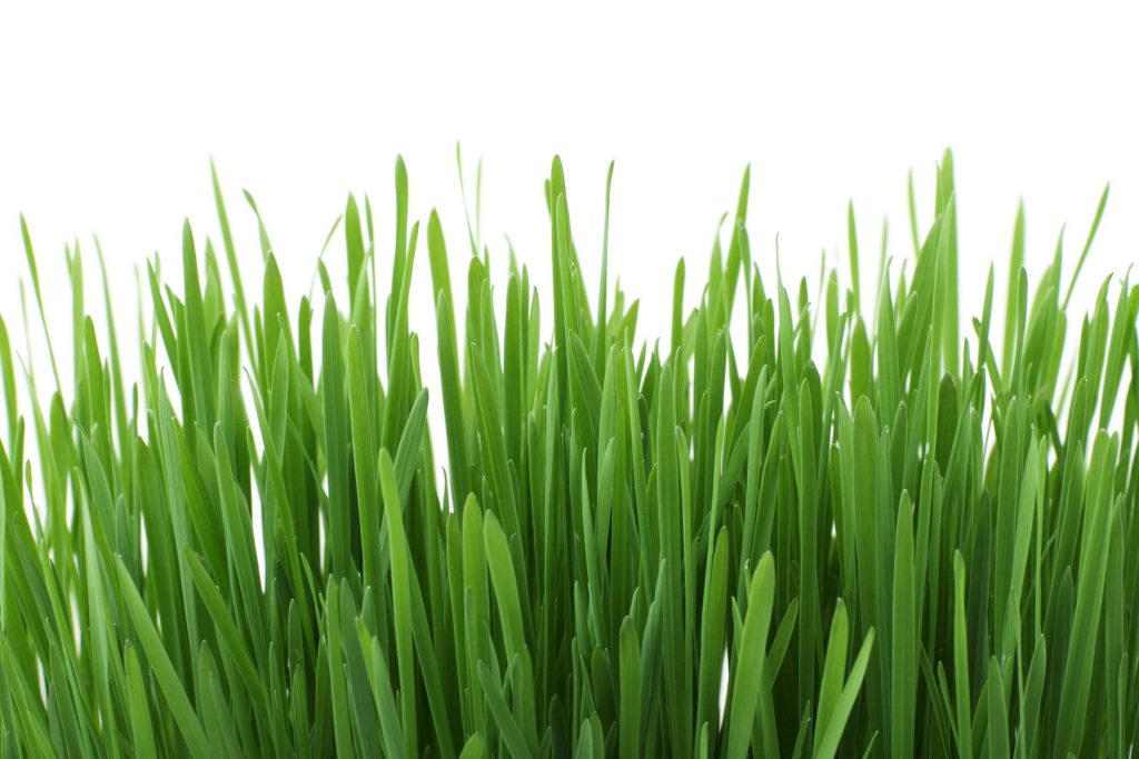 The Benefits Of Wheatgrass